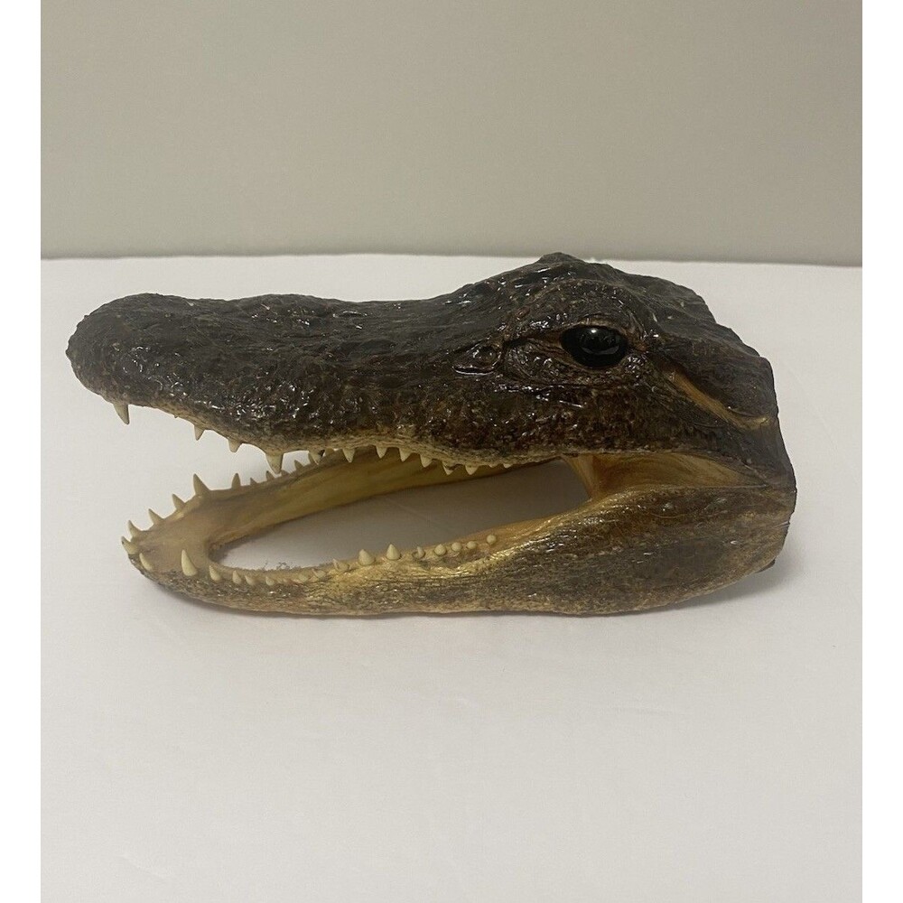 Alligator Gator Head 7” Genuine Real  American Taxidermy Reptile